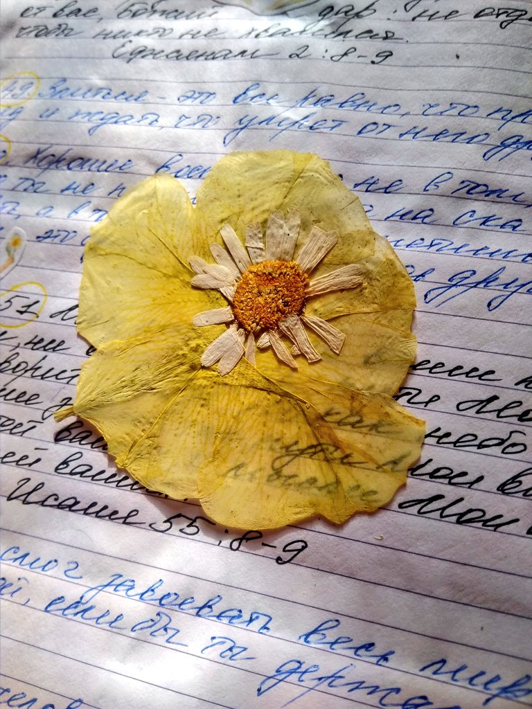 katekelgen's tweet photo. Также писала в свою книгу, в которой все мое самое сокровенное... Цитаты, стихи, мои любимые фильмы, книги и просто все, что дорого моему сердцу. 
А ещё я засушиваю там цветы. 
#renewannewithane #awaeseason4 https://t.co/3apKa9MS2B