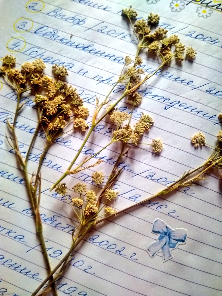 katekelgen's tweet photo. Также писала в свою книгу, в которой все мое самое сокровенное... Цитаты, стихи, мои любимые фильмы, книги и просто все, что дорого моему сердцу. 
А ещё я засушиваю там цветы. 
#renewannewithane #awaeseason4 https://t.co/3apKa9MS2B