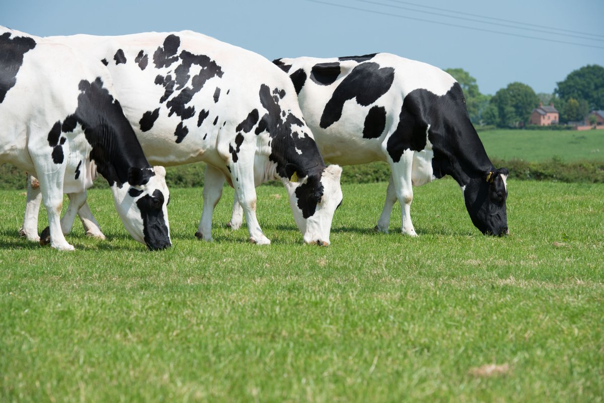 CattleBreeders's tweet photo. Join @AHDB_Dairy @marco_winters & @fern_pearston for the #BCBC20 #dairyworkshop on 21st Jan & learn about the tools available to help you evaluate your herd’s genetic strengths & weaknesses #breedingdecisions #breedingblocks #genetics #shapeyourfuture https://t.co/h7261CCJkZ https://t.co/COy0t4TQxZ