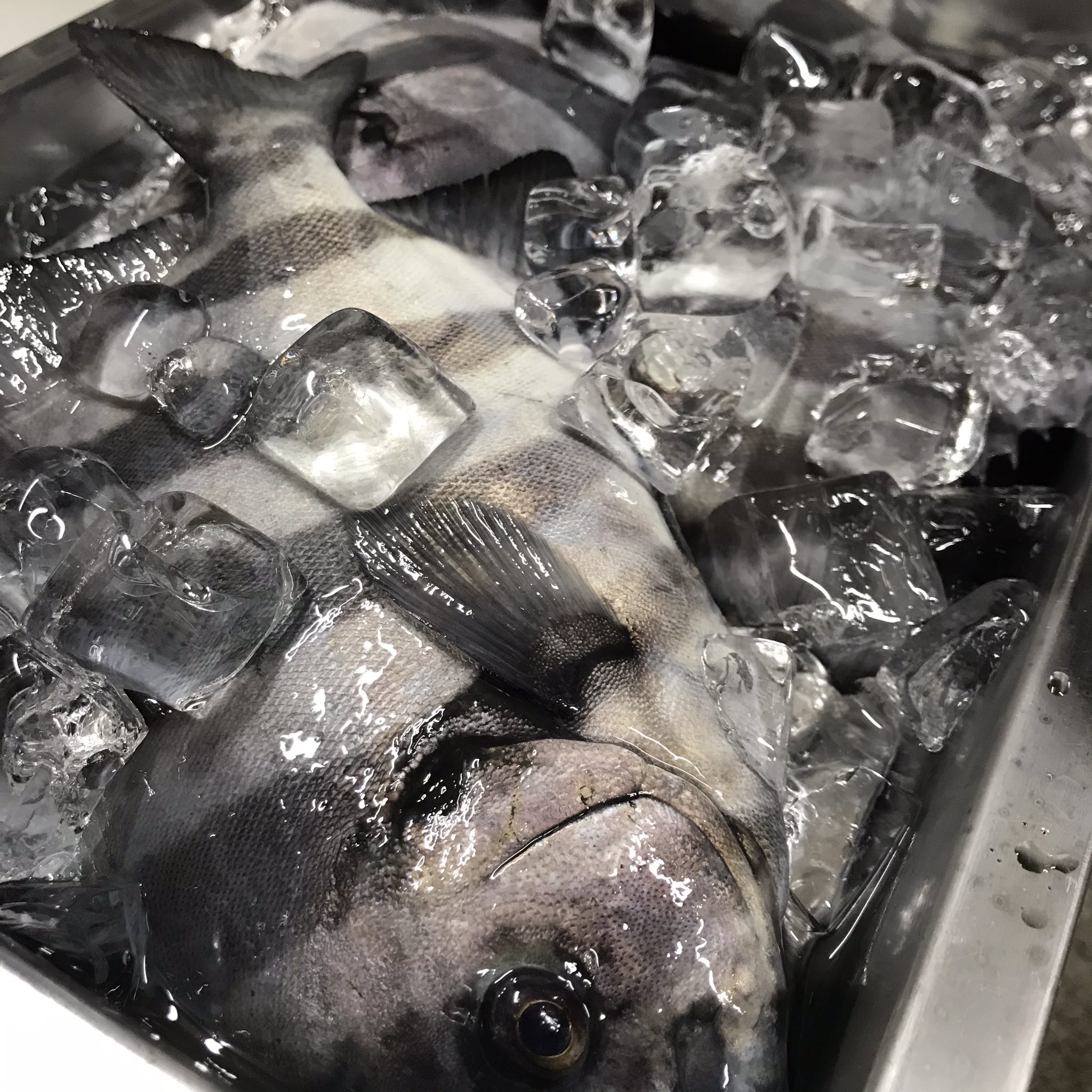 人手間料理こあき 氷見産朝どれシマダイ お刺身でいけます 今宵も営業いたします 人手間料理こあき 高岡居酒屋 シマダイ 刺身 バイト募集中 T Co 4my0ttip4v Twitter 人手間料理こあき 氷見産朝どれシマダイ お刺身でいけます 今宵も営業いたします 人手間料理こあき 高岡居酒屋 シマダイ 刺身 バイト募集中 T Co 4my0ttip4v Twitter