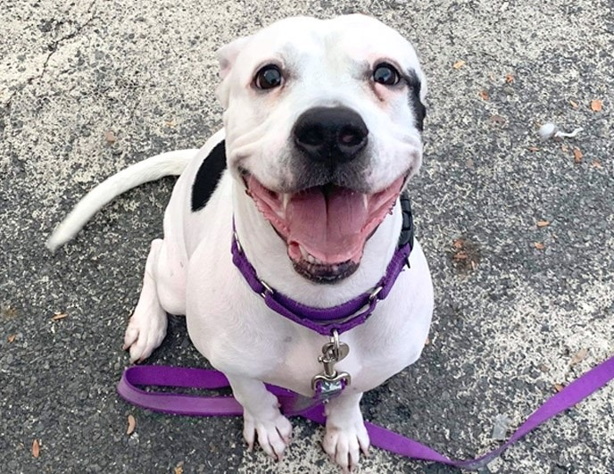 andibeth012's tweet photo. BARDI RIVER JOE BRUNO ALL💉12/05💔😭KILLED by RUTHLESS CORRUPT DEPRAVED MURDERING😡FILTH ALL 4💰💰#NYCACC WHEN WILL IT EVER ⛔️GROSS NEGLIGENCE! INNOCENT PRECIOUS SWEET LOVING SOULS WHO DESERVED LIFE! RANT AWAY! B/C RISA HAS 34 MORE YRS 2 💉THESE PUPS WHO MATTERED! UNCONSCIONABLE https://t.co/hnt0tY0pt1