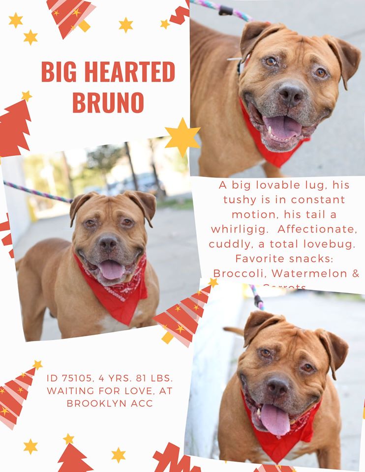 BARDI RIVER JOE BRUNO ALL💉12/05💔😭KILLED by RUTHLESS CORRUPT DEPRAVED MURDERING😡FILTH ALL 4💰💰#NYCACC WHEN WILL IT EVER ⛔️GROSS NEGLIGENCE! INNOCENT PRECIOUS SWEET LOVING SOULS WHO DESERVED LIFE! RANT AWAY! B/C RISA HAS 34 MORE YRS 2 💉THESE PUPS WHO MATTERED! UNCONSCIONABLE