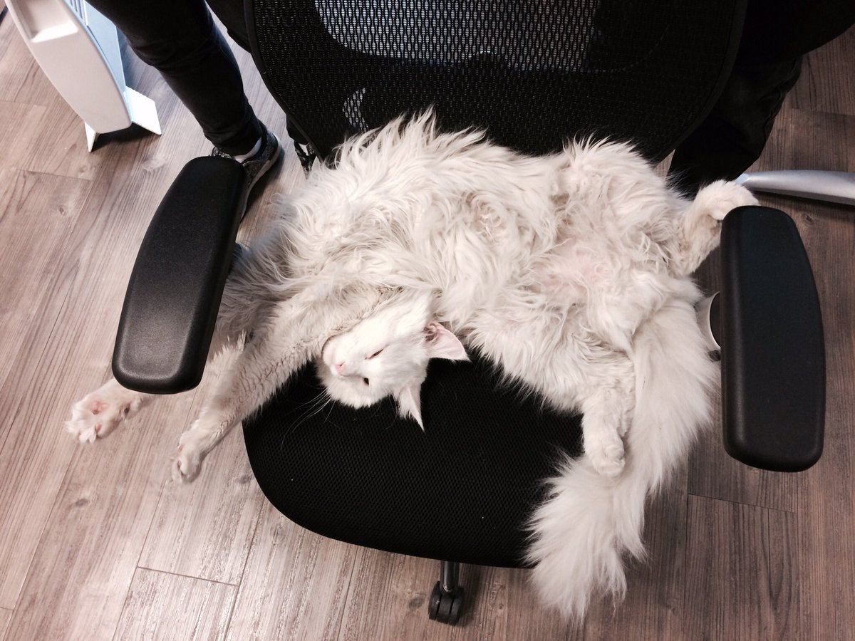 Morgane Conrad tweet media