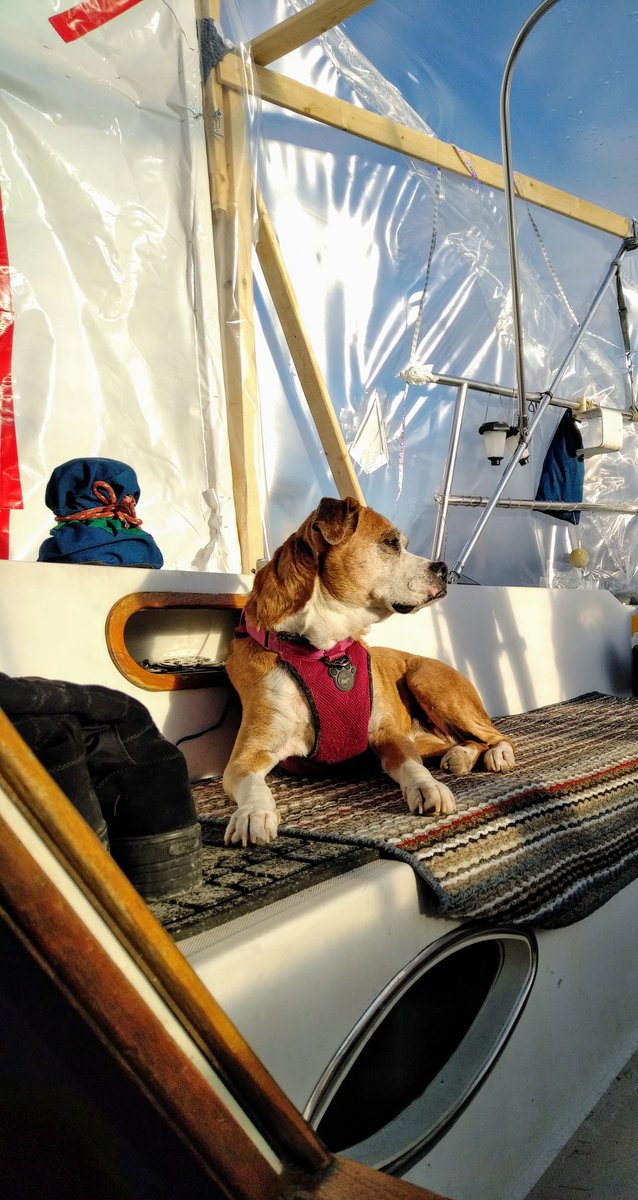UniqueCaptured's tweet photo. The #Royal #Sailboat #Dog . #cockpit #sailboat #shrinkwrap.  #WinterLiveAboard #SailboatLiving #SailboatLiving #ChristmasOnASailboat. #dogsoftwitter. https://t.co/ytwolQPgb9