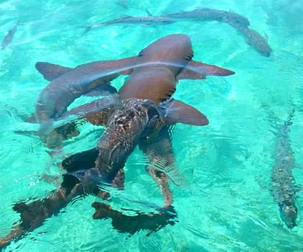 KatieRowly's tweet photo. Belize has made me an adventurer! I’ve swum in both shark &amp; croc infested waters, survived a drive with a Dr Fly, been feet from tarantulas &amp; scorpions and near deafened by howler monkeys. #Belize is so alive and amazing. #LastDay #WantToStay https://t.co/kJv2qF4eDi