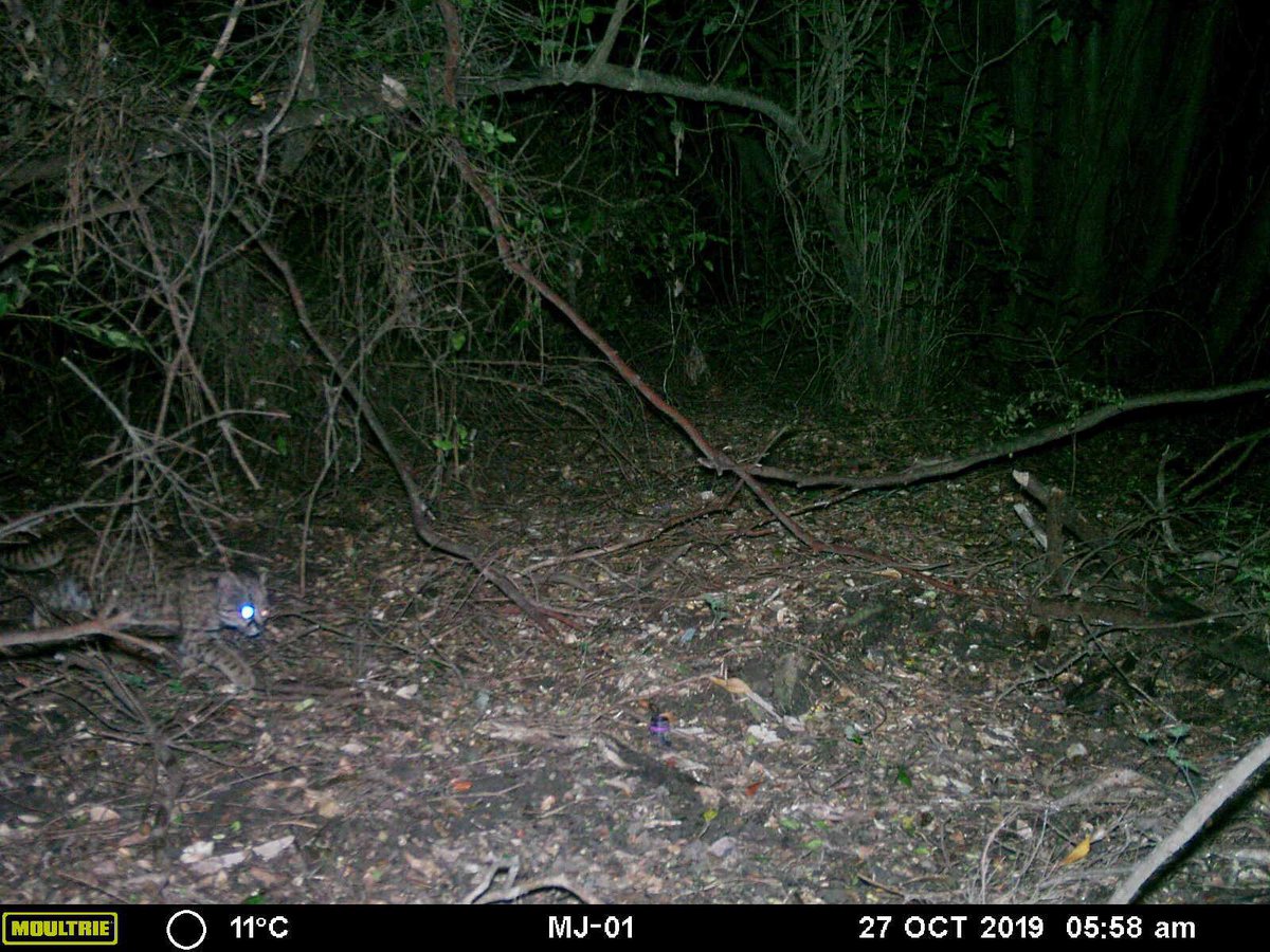 carnivaustrales's tweet photo. It is #FelidFriday 🐾 at @whapavt and we want to share these recent #guigna (Leopardus guigna) 🐆 records from our cameras 📷, directly sent from the field by our wildlife veterinarian 👨⚕️ Tomas Urrutia. And please remember to visit our brand-new website: https://t.co/ltE3Pq2GJk https://t.co/NFv2y03KSV