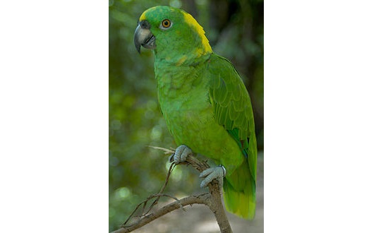 ホーム アローン 3 吹き替え ホームアローン3の動画 字幕 吹き替え を無料フル視聴する方法