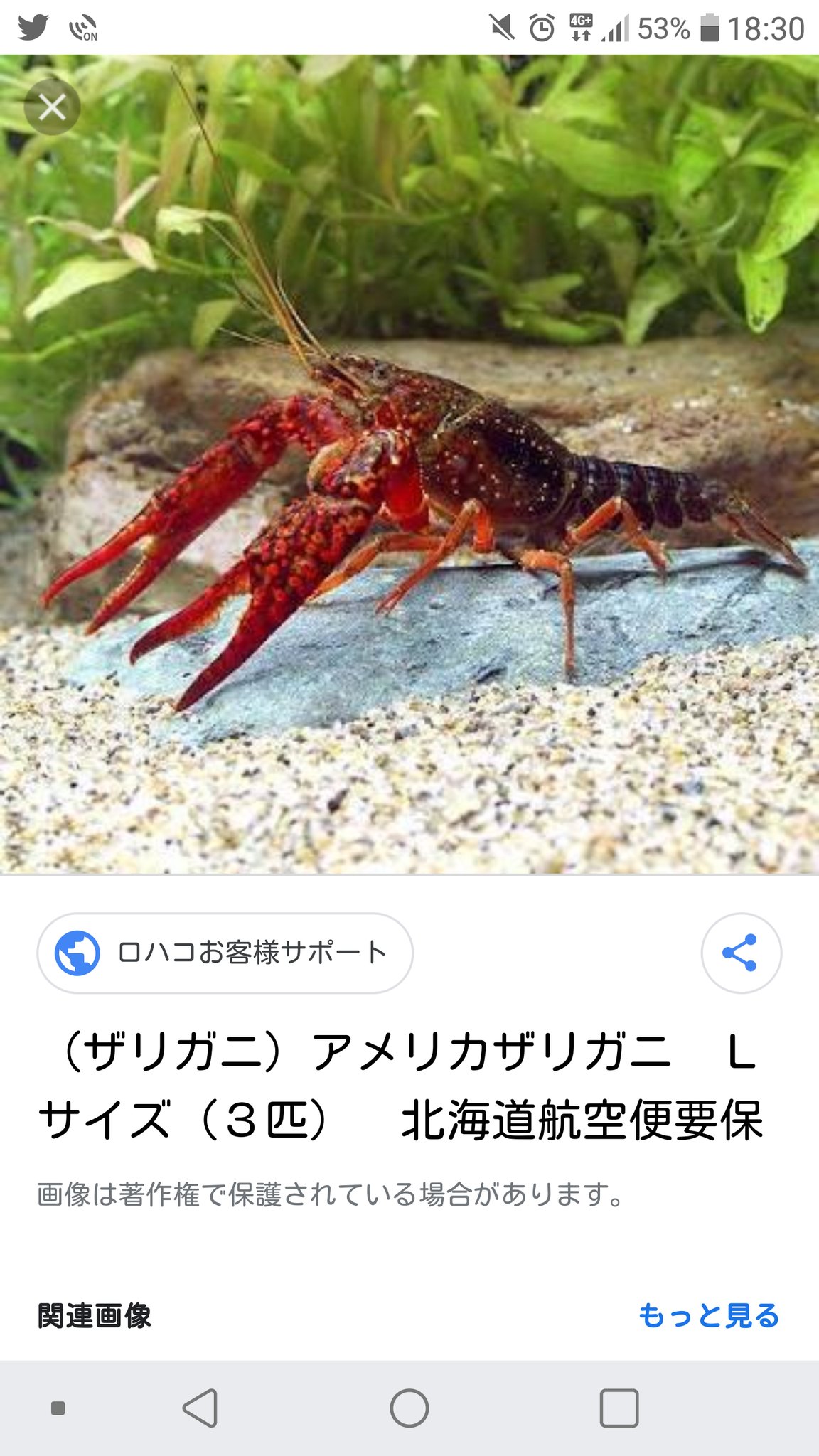 風俗狂いのアライさん アメリカザリガニは通常赤色をしているのだ だけどもとある理由でこう言う青くなる事もあるのだ それはみんなよく知ってると思うけど鯖を与えるだよねなのだー T Co Jakxudp3pc Twitter