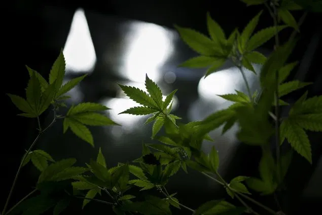 cbd_lab's tweet photo. Study: CBD-Rich Cannabis Can Treat ‘Multiple Symptoms’ of Autism.

Effects of CBD-Enriched Cannabis sativa Extract on Autism Spectrum Disorder Symptoms: An Observational Study of 18 Participants Undergoing Compassionate Use

https://t.co/Wz8K7PkWSS

#Autism #MedicalMarijuana https://t.co/nskAVOid55