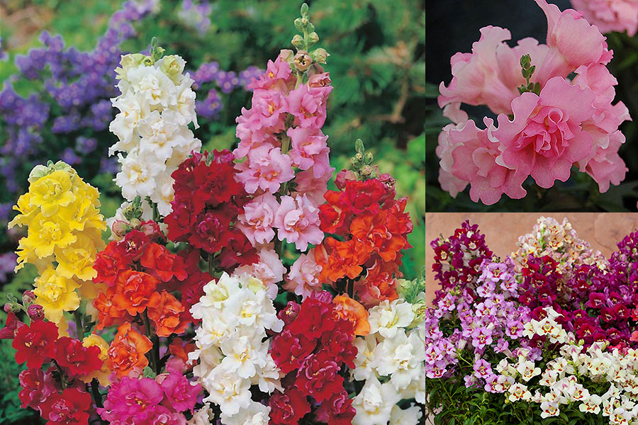Graham_Rice's tweet photo. How can we ensure our snapdragons flower for as long as possible? Choose the right varieties.
Fid out more at https://t.co/KSFPprBifS
#antirrhinum #snapdragon #doubleflowers #peloric #Twinny #MadameButterfly #ReminiScent #Antique #bees #PlantTalk @mrfothergill #flowerseeds https://t.co/FsinccE4Lb