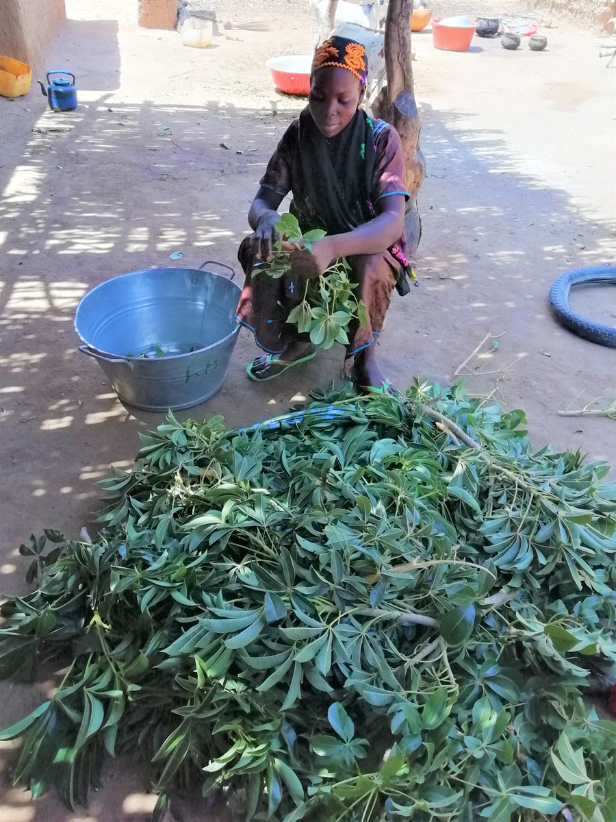 WABES_'s tweet photo. Do you know that when the leaves of the Baobab are harvested, the tree does not bear fruit?
@WABESstudent: Hadidjatou S.; investigates the impact of over-exploitation of Baobab leaves on its conservation and livelihood in Cinzana, Mali. 

@iki_bmu@ZEFbonn@unepwcmc@CoKnowConsult https://t.co/SrfUU4AMfW