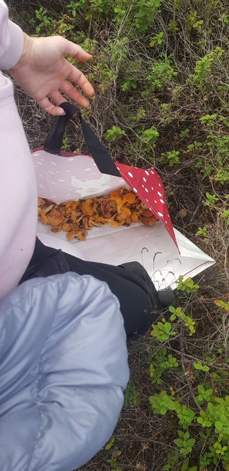 la saison n'est pas fini cette fois ci sanguins et girolles pas de chanterelles  bon je suis aussi &eacute;corch&eacute;e<a href="/tag/loveyourpetday"class="tags"><span>#loveyourpetday</span></a>