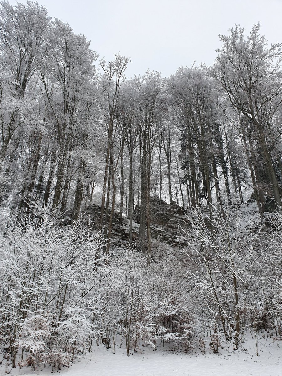 Beech trees under snow!