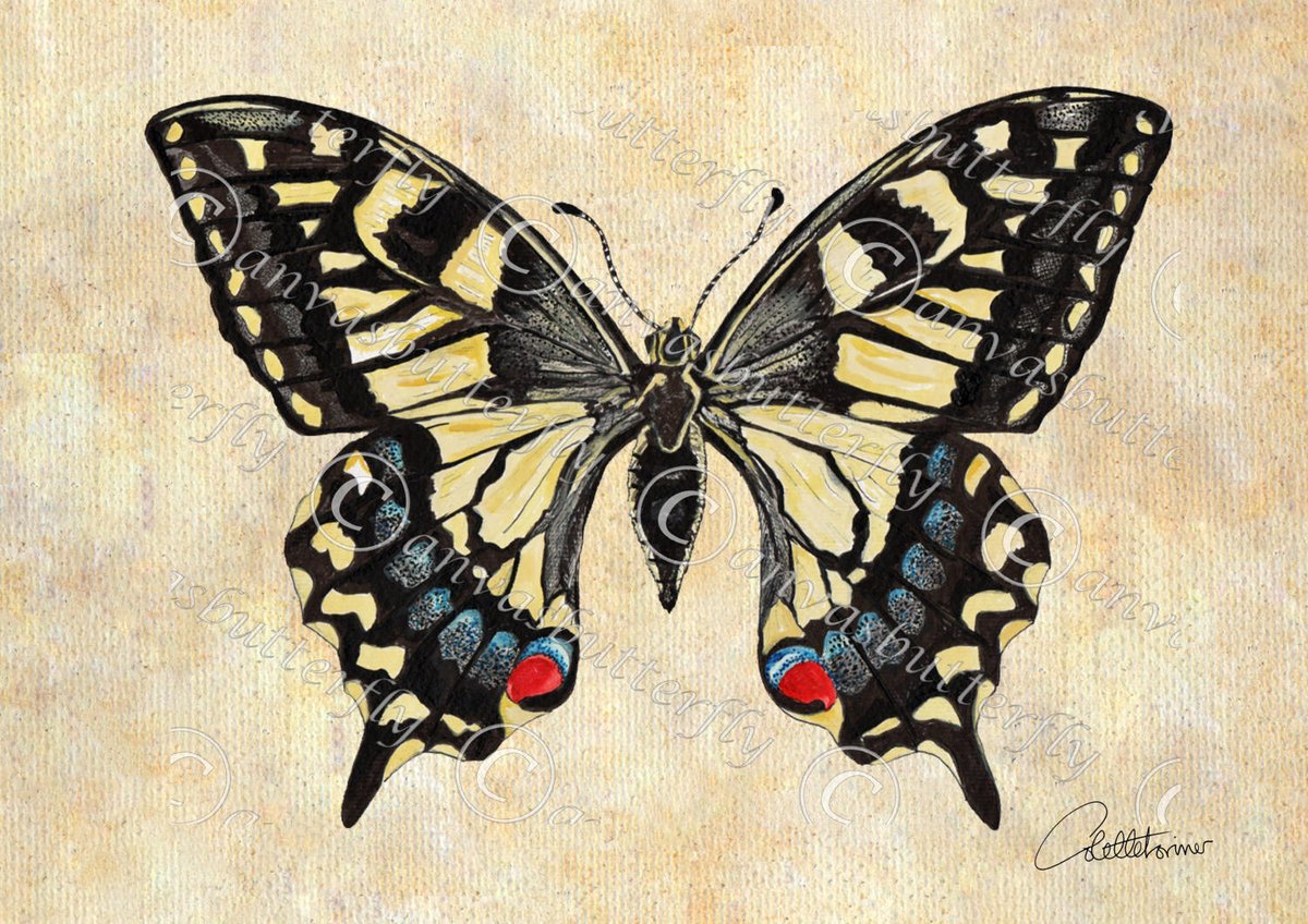 canvasbutterfly's tweet photo. Butterfly Art Butterfly Picture Butterfly Decor Butterfly Painting Butterflies in mount Swallowtail & Apollo butterflies lovely gift choice https://t.co/G4BAiz2cTF #Canvasbutterfly #Nature in the home #Doodle designs #Bringtheoutdoorsin #ButterflyPicture https://t.co/jZqF5xROwi