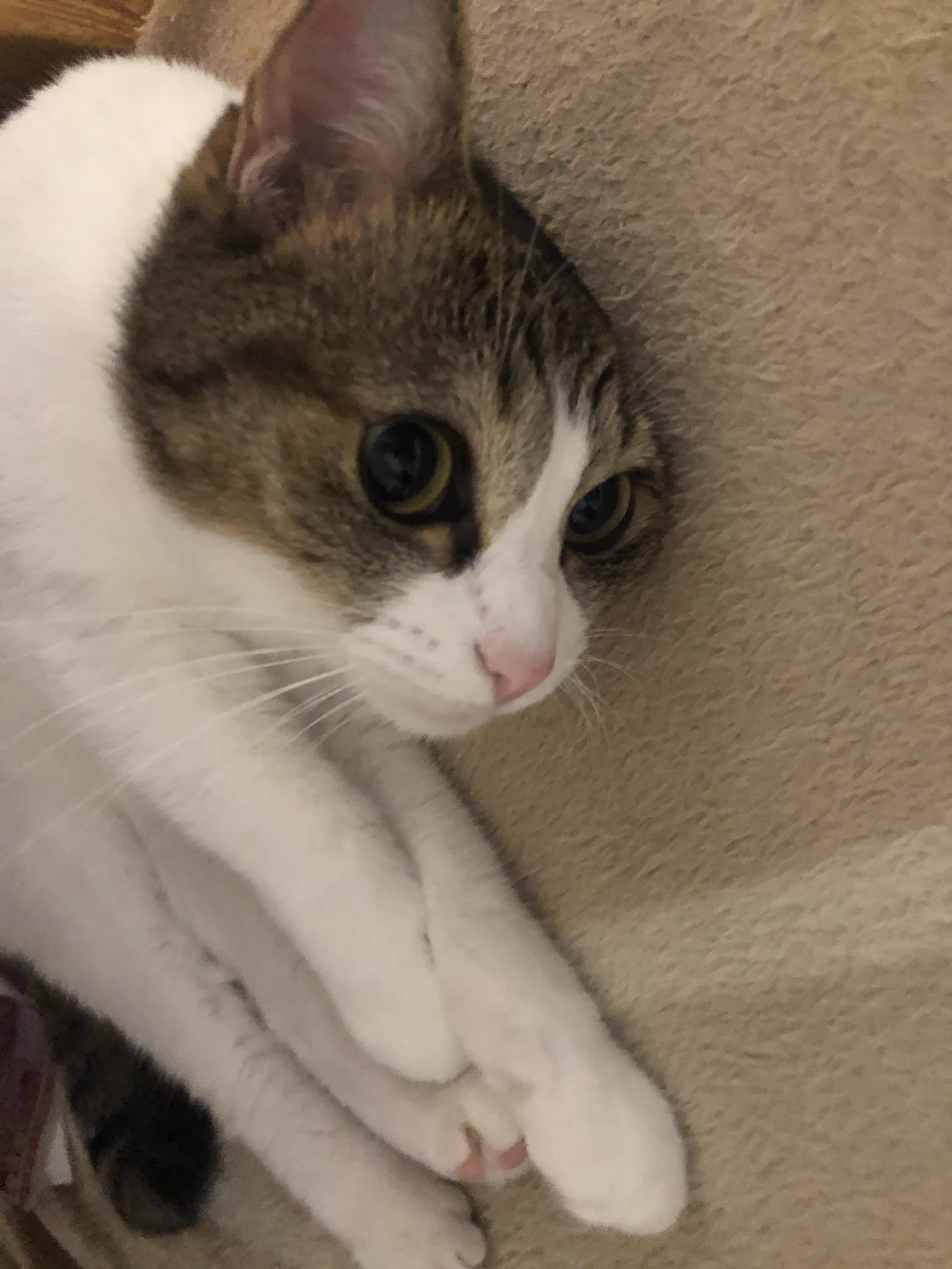 @nyanko___nyan うちのるなと似てる☺️ 