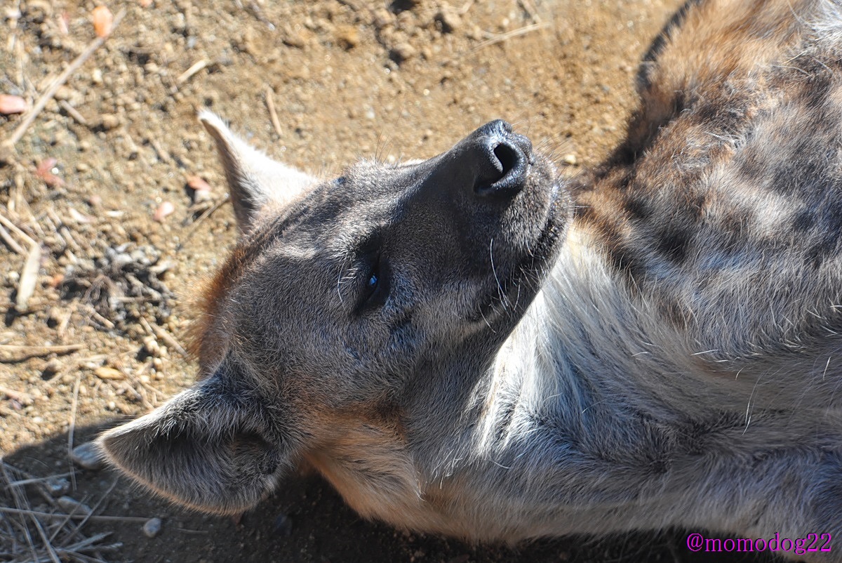 もも ブチハイエナ どうみても犬なんだけど原始的な猫であるジャコウネコの近縁だと でかいけどかわいい 12 4 天王寺動物園