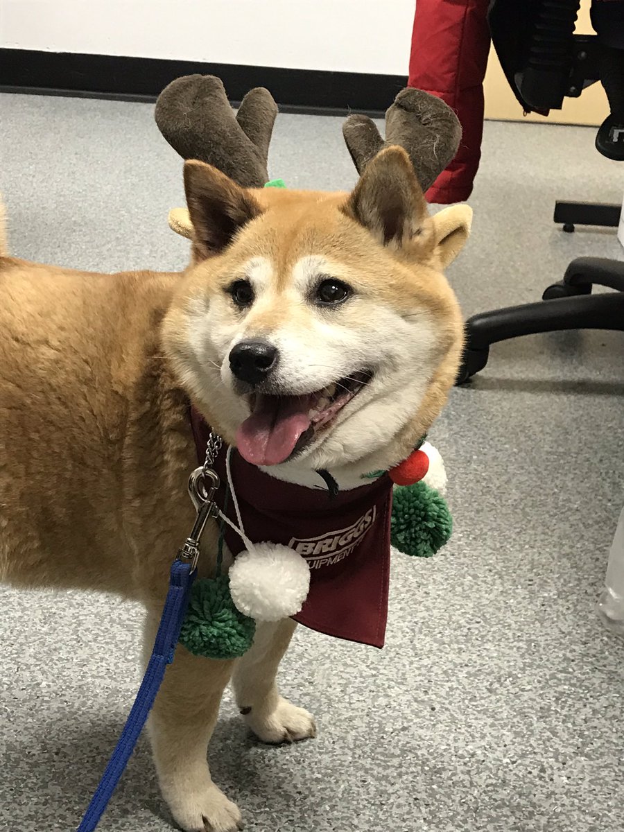 Bec_Claridge's tweet photo. Our very own little reindeer is here to cheer up our patients and staff 🐕@MFTnhs @Almolka @Ward31MRI @MFT_MRI @OlderPeoplesMRI @DemeChampionMri @MFTManWard @BriggsUK https://t.co/ajaCxP5XEy