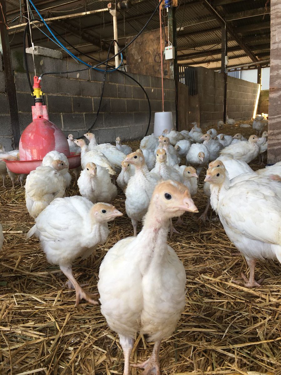 WatergateFarm's tweet photo. We are supporting @NFUtweets in #BuyMyTurkey day, encouraging people to go #local when sourcing the turkey for their Christmas! #BackBritishFarming Visit https://t.co/fQZ5FxQ7u7 to order yours! https://t.co/F7rrbaAJVt