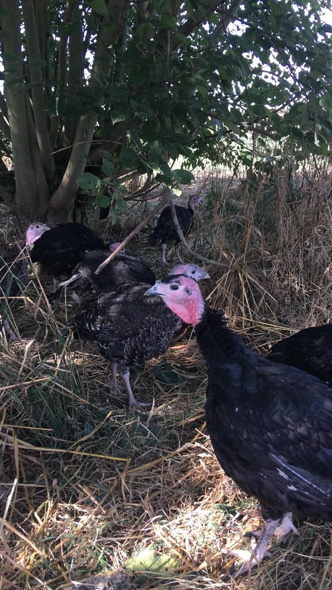 WatergateFarm's tweet photo. We are supporting @NFUtweets in #BuyMyTurkey day, encouraging people to go #local when sourcing the turkey for their Christmas! #BackBritishFarming Visit https://t.co/fQZ5FxQ7u7 to order yours! https://t.co/F7rrbaAJVt