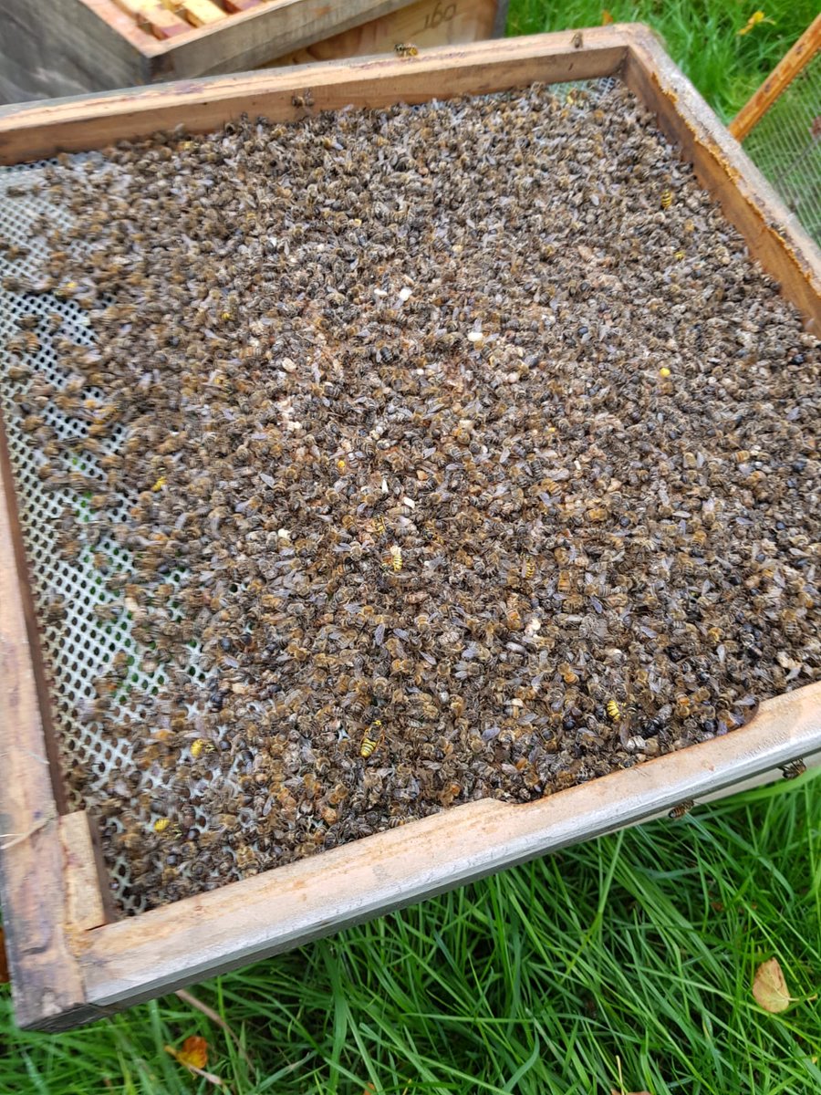 theBeeWatchapp's tweet photo. 😪Anyone else noticing a pattern like this? We had large #colonylost, only last season, which then recovered.  Then we lost them again late in the season!
#savethebees #beekeepinglife #honeybees #beekeeping #BeekeepersHour #britishbee https://t.co/Ava9sEOAxv