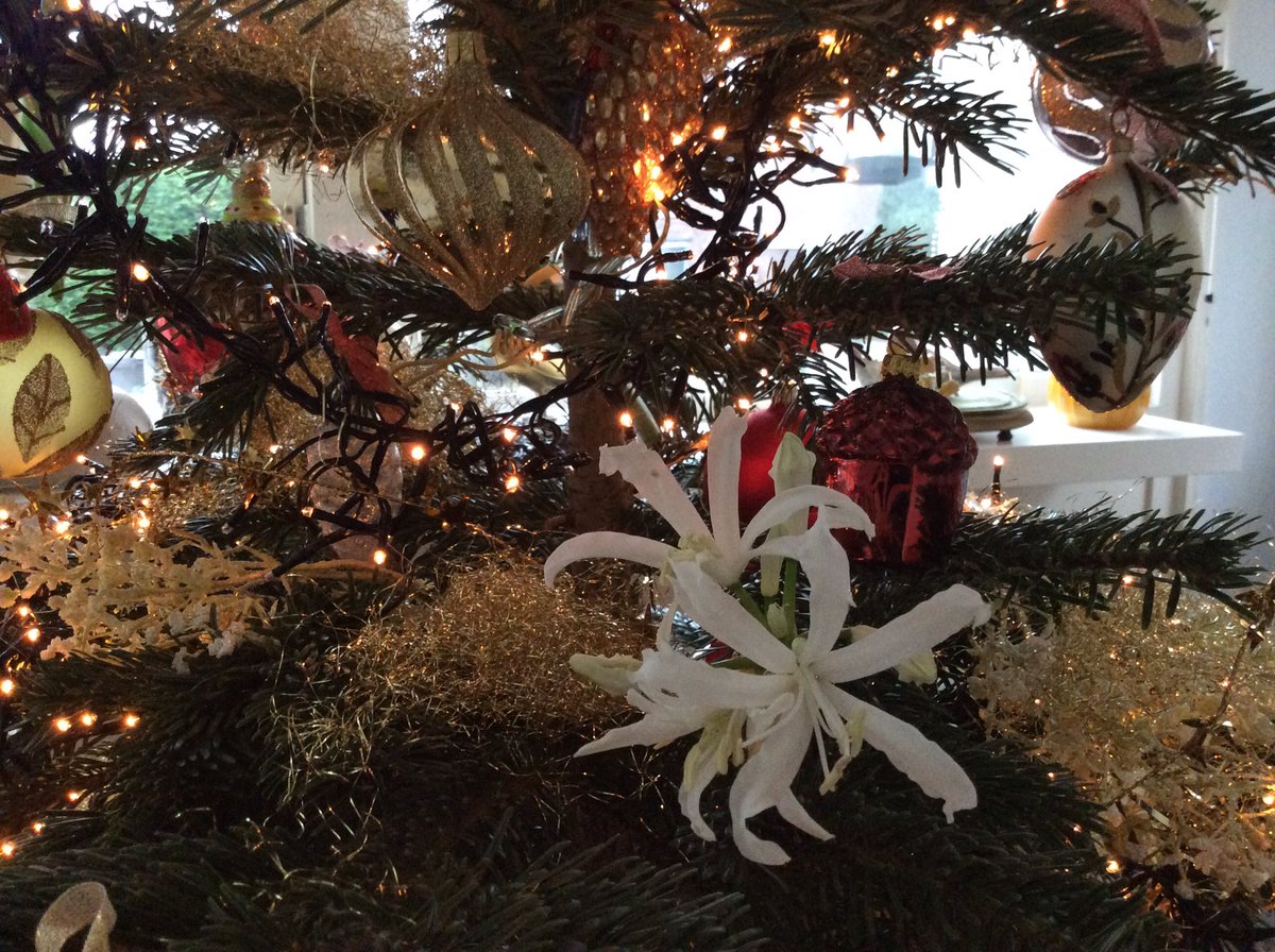 ceciliavanweel's tweet photo. Verse bloemen in de kerstboom dankzij Piet Diemeer #nerine #Heemskerk #topprodukt https://t.co/GIdjfzXbYj