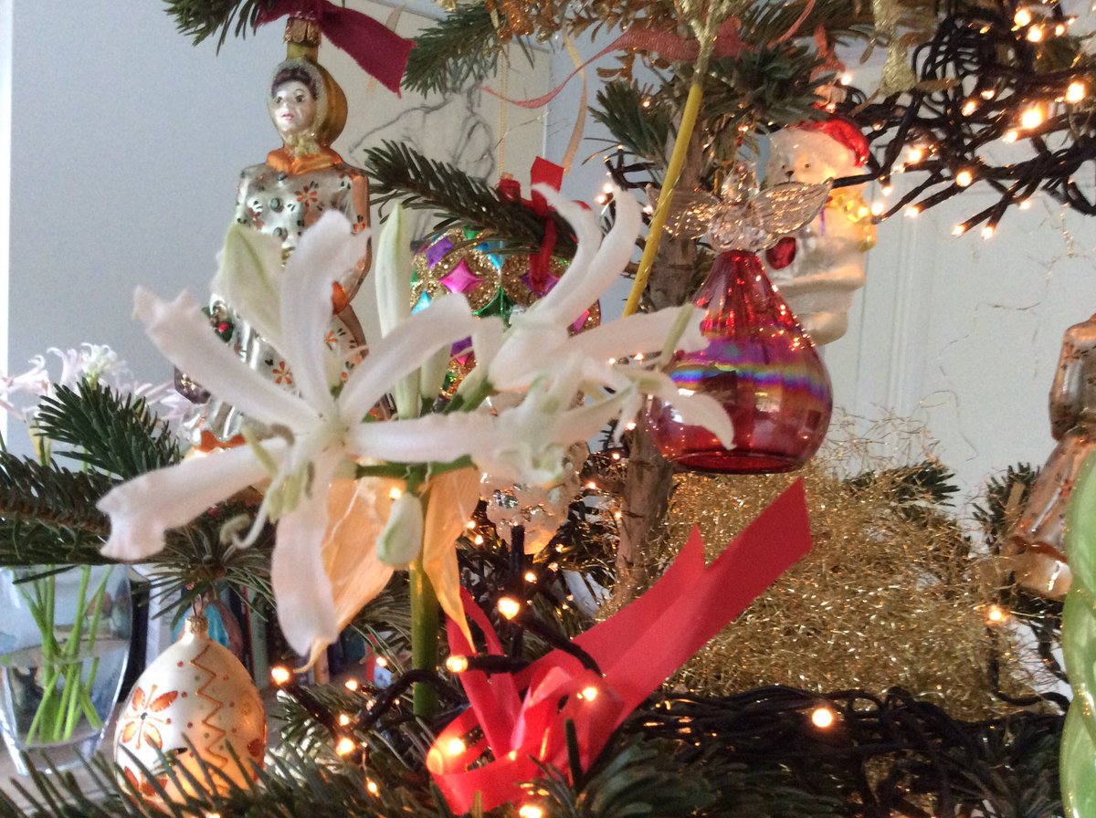 ceciliavanweel's tweet photo. Verse bloemen in de kerstboom dankzij Piet Diemeer #nerine #Heemskerk #topprodukt https://t.co/GIdjfzXbYj