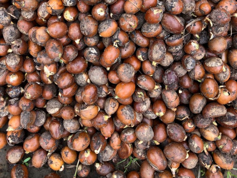 IUCN_business's tweet photo. How can finance flow for #nature conservation? IUCN will hold a #PanoramaSolutions webinar with @CPICfinance, @IUCNNL & @arochaghana on shea #landscapes. Register now to join the webinar on 12 December at 14:00 CEST - https://t.co/9SfHcy3R6Q https://t.co/qCE3jRh910