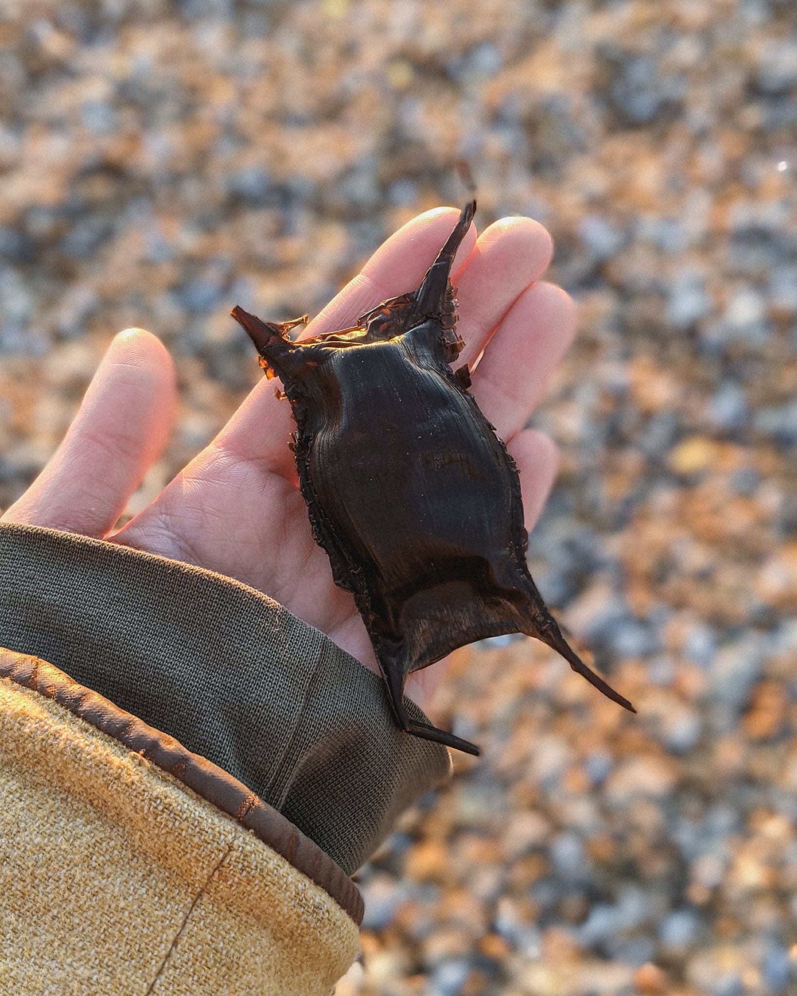 People left in disbelief after seeing shark egg as man takes it home to  hatch