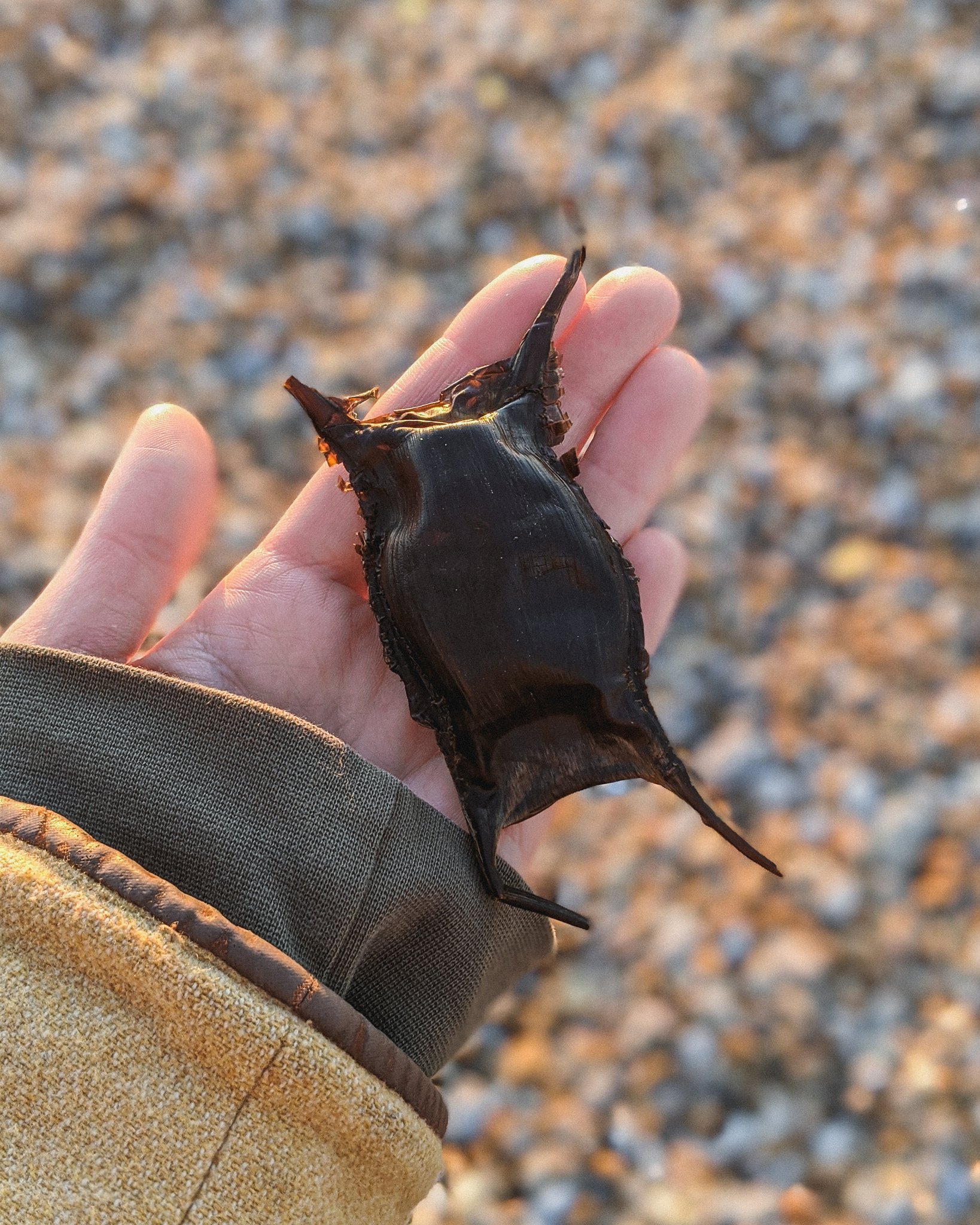 Carcharhinic — ichthyologist: Mermaid's Purse - Catshark Egg...