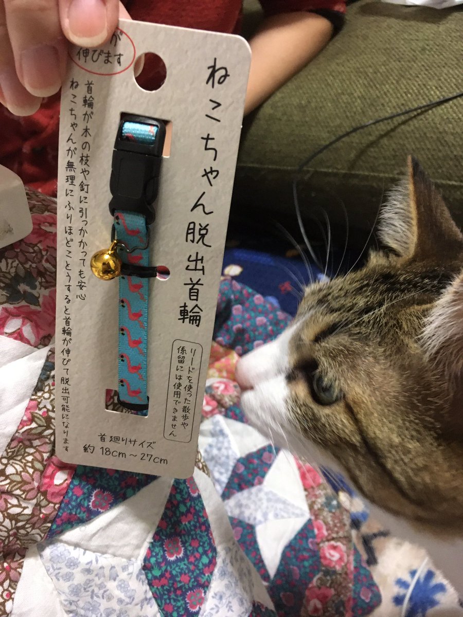 フラミンゴ柄!首輪つけたけど見えなくて笑っちゃう 