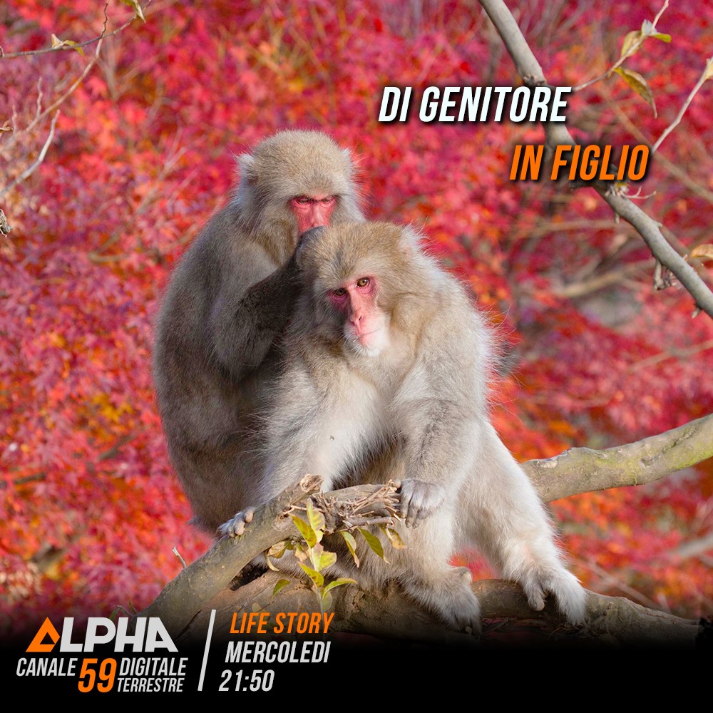 alpha59official's tweet photo. Crescere con successo la propria prole è il modo migliore per garantirsi l'immortalità, ma è tutt'altro che facile. Stasera dalle 21.50 con #LifeStory vedremo come alcuni genitori devono rischiare la vita per salvare i propri piccoli e garantirgli la sopravvivenza. https://t.co/Hc5ceKgjqg