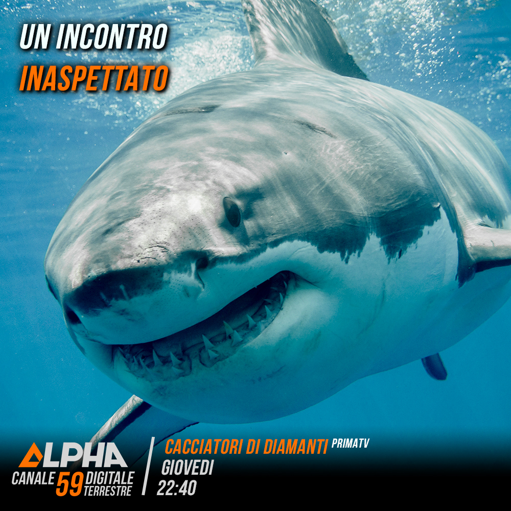 alpha59official's tweet photo. Mentre Sam si trova faccia a faccia con un enorme squalo a 100 piedi sotto la superficie, la barca è attaccata da un gruppo di bracconieri nel cuore della notte. Una serata movimentata per il team di #CacciatoriDiDiamanti, dalle 22.40 su #Alpha59. https://t.co/qwOYIwXKd8