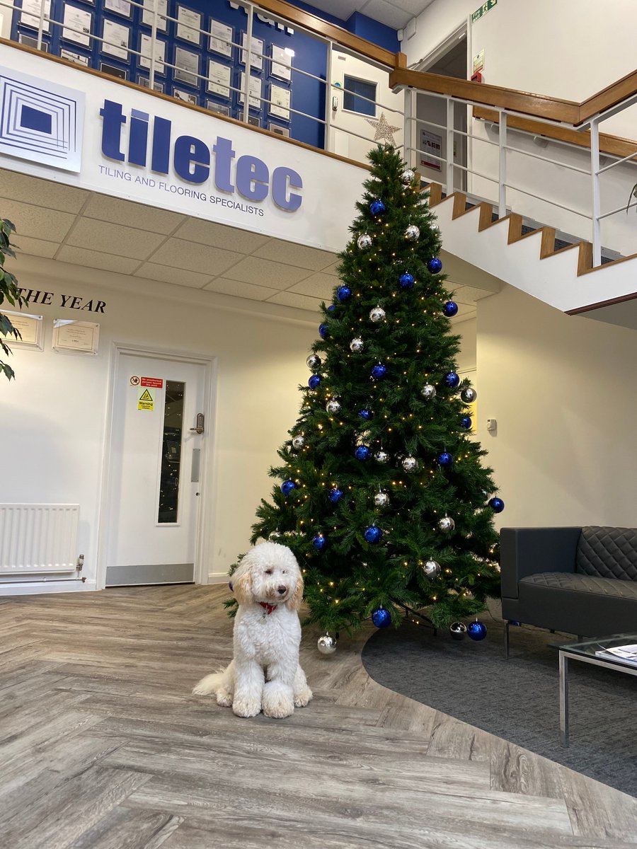 TiletecGroup's tweet image. It's beginning to look a lot like Christmas! (With the help of Buddy the Labradoodle...) #Christmasintheoffice #officedog #labradoodle