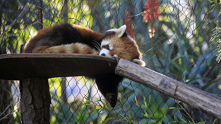 Biólogo marino y el rol de los zoológicos en el futuro: "La idea es que se conviertan en centros de rescate de fauna nativa" 

emol.com/noticias/Tende…
