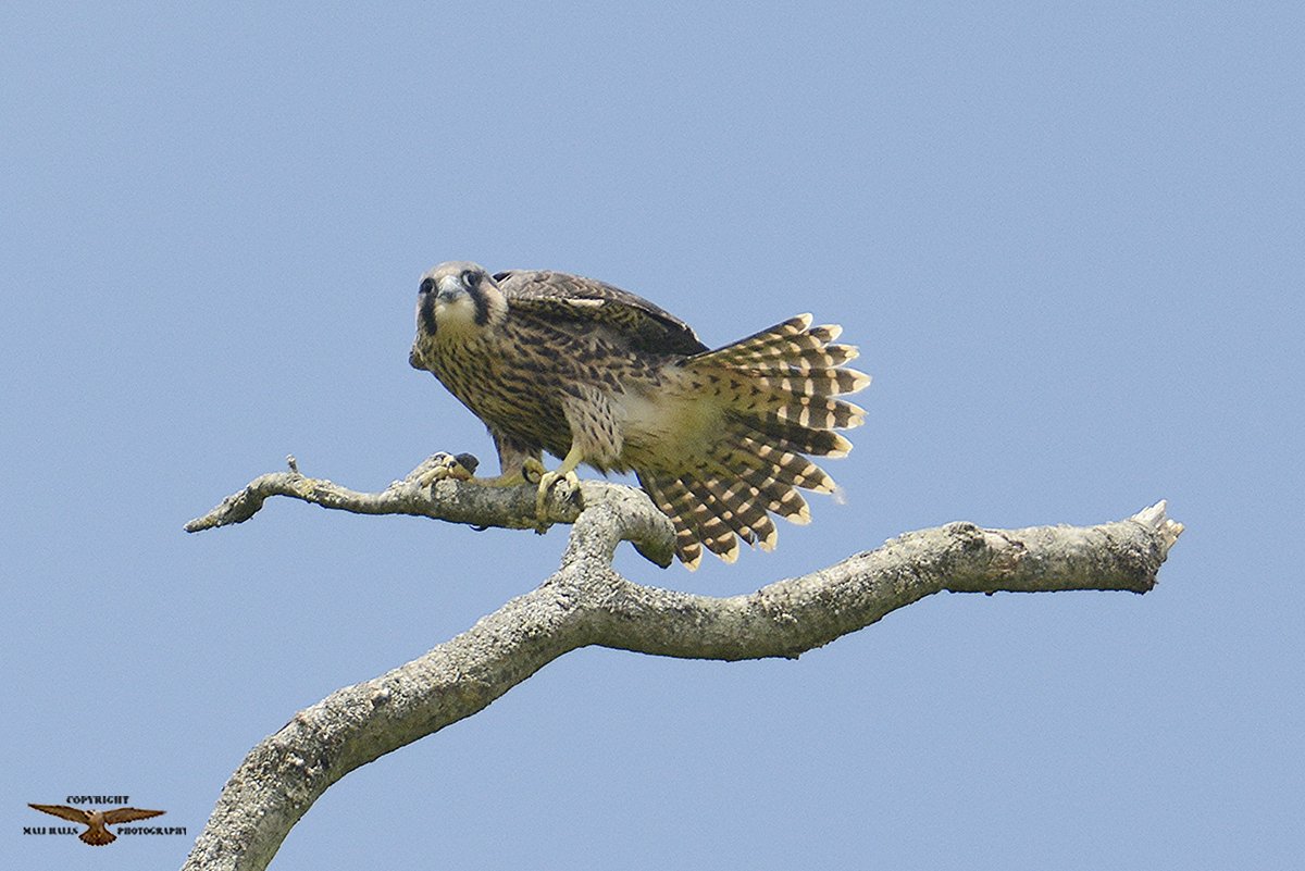 Peregrine Hashtag On Twitter