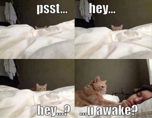 Do your fur babies do this to you in the morning?! 😂🤣