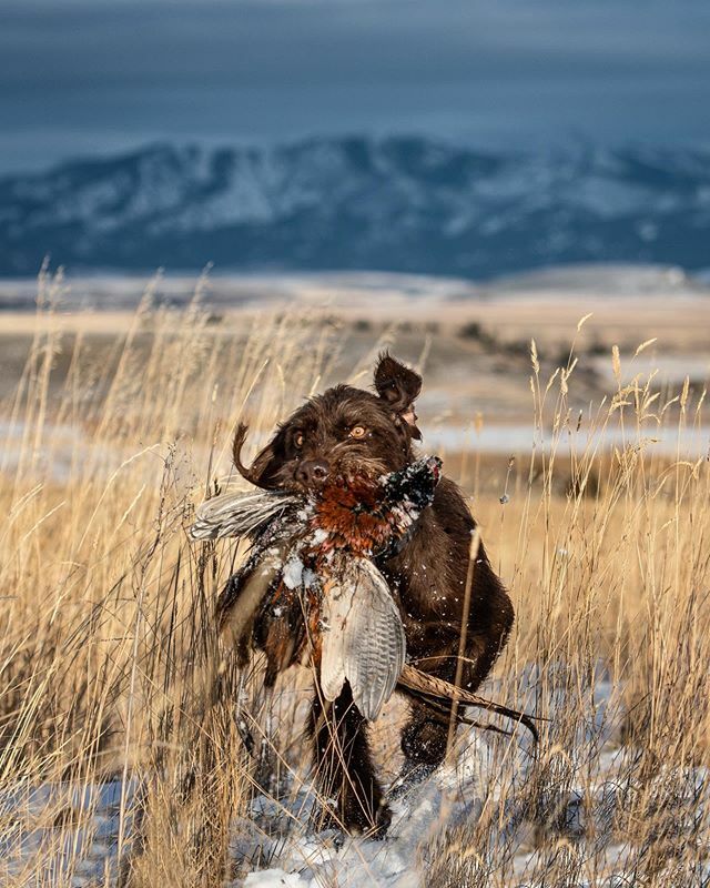 epetersenphoto's tweet photo. Ear-flopping fun.
•
•
•
#gusthepudelpointer #pheasant #hunt #birddog #upland #gundog #pudelpointersofinstagram #rooster #birddogsofinstagram #retriever #montana https://t.co/RQM9XOYA94 https://t.co/OGP5DZzTck