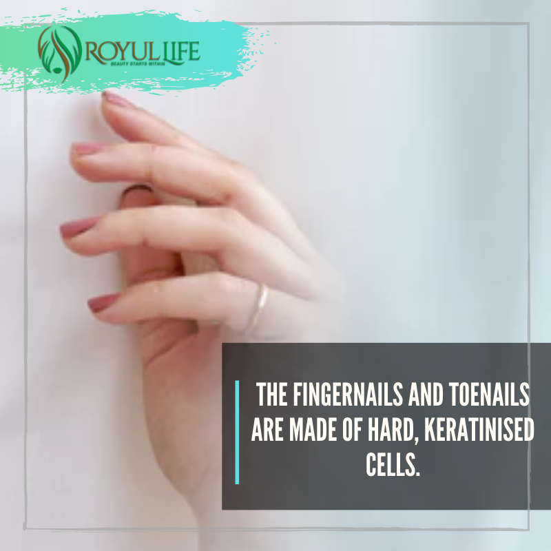 INNERYOU2's tweet image. The fingernails and toenails are made of hard, keratinised cells.
#nailfacts #inneryou #royullife