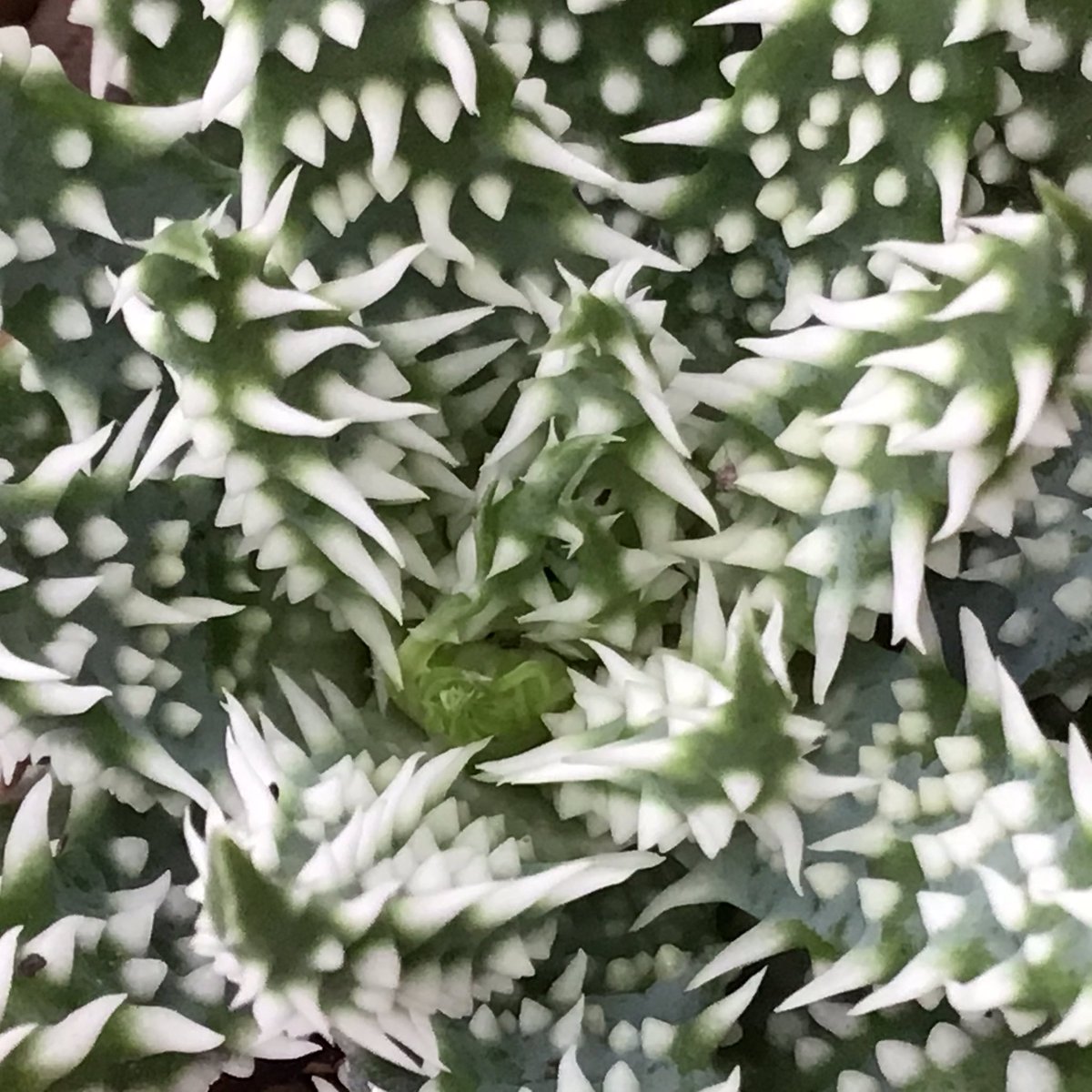CactusSucculent's tweet photo. A few have asked, so here’s a more dynamic view of the hybrid Aloe (humilis x pratensis) - there you are! #BCSS #CacusSucculent #Aloefamily #Kirkstonebotanica #Aloehumilis #Aloepratensis #Aloecollection https://t.co/DAlkIMUYpU