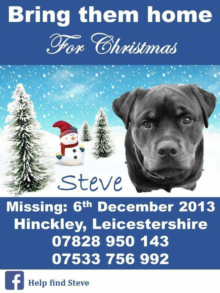 LisaLisaw1's tweet photo. Please RT #HelpFindSteve #Rottweiler #MissingDog #Hinckley #Leicestershire 06.12.13 #MissingSixYears #scanme #checkthatchip #nevergiveup #FindSteve #StopPetTheft #TheftByFinding #GetMeHomeForChristmas https://t.co/hOrj7ovXYm