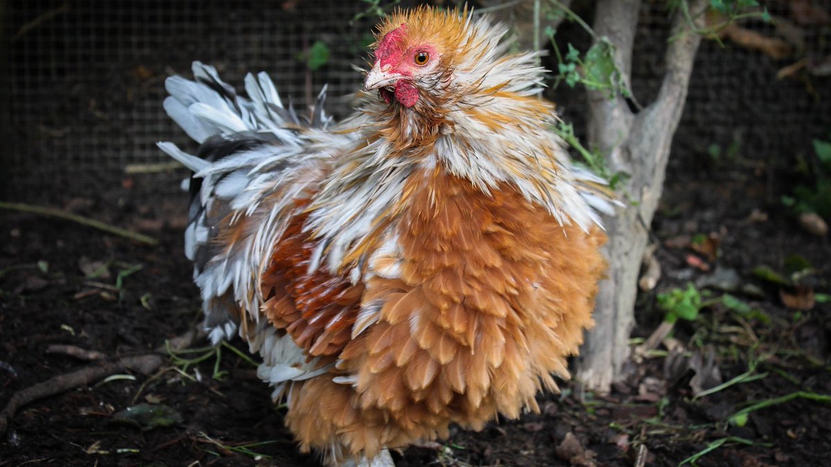 Happy Friday everyone #featheryfriday #cozychicken #chickens #loveyourchickens