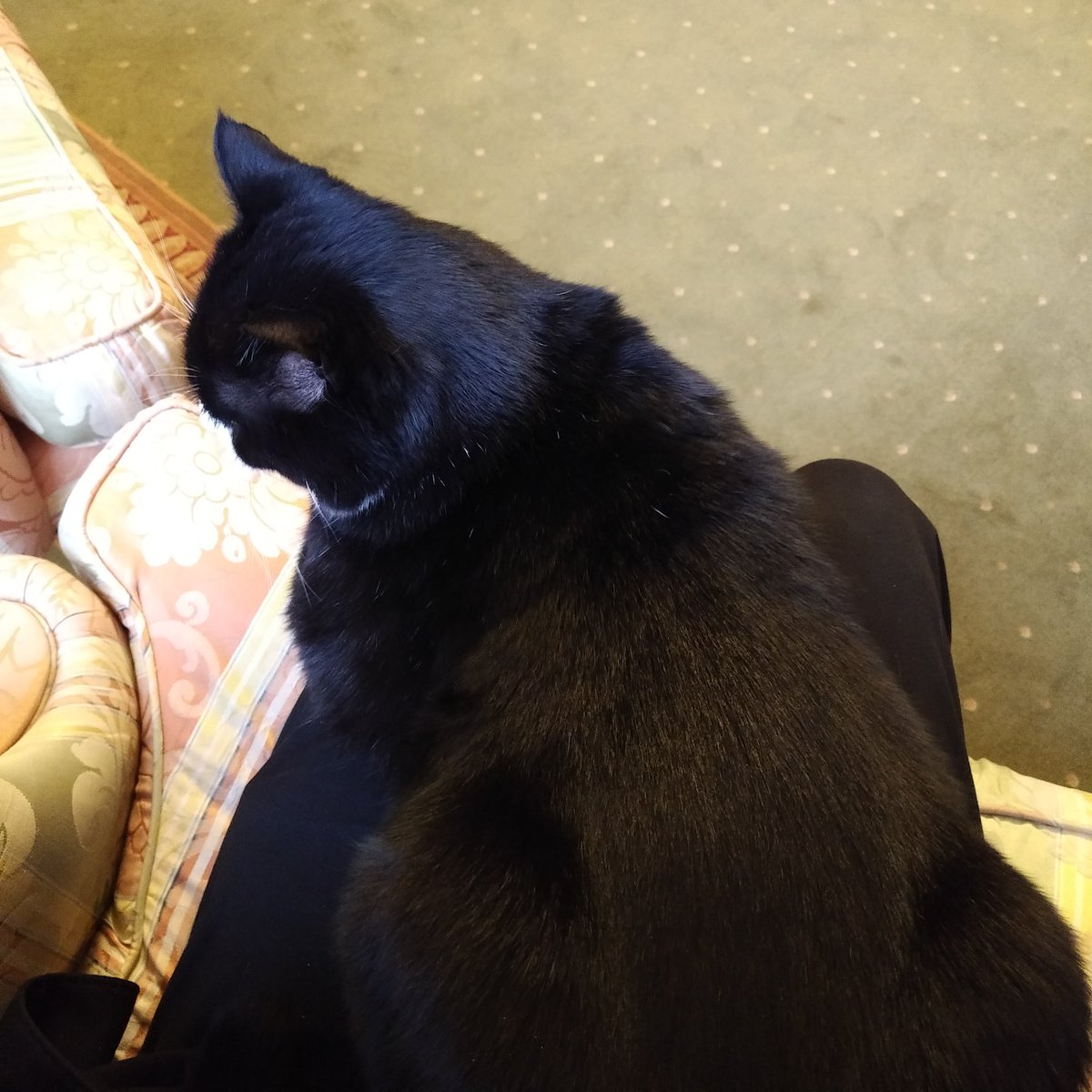 Black and white cat sitting on my lap