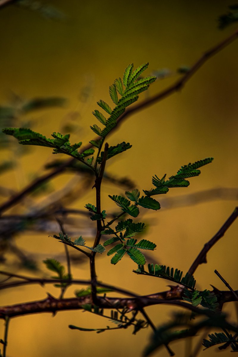 #ananthagirihills #plants #greenery #canon700d #Canon #portrait #photography #streetphotography #wildlifephotography #natgeo #discovery