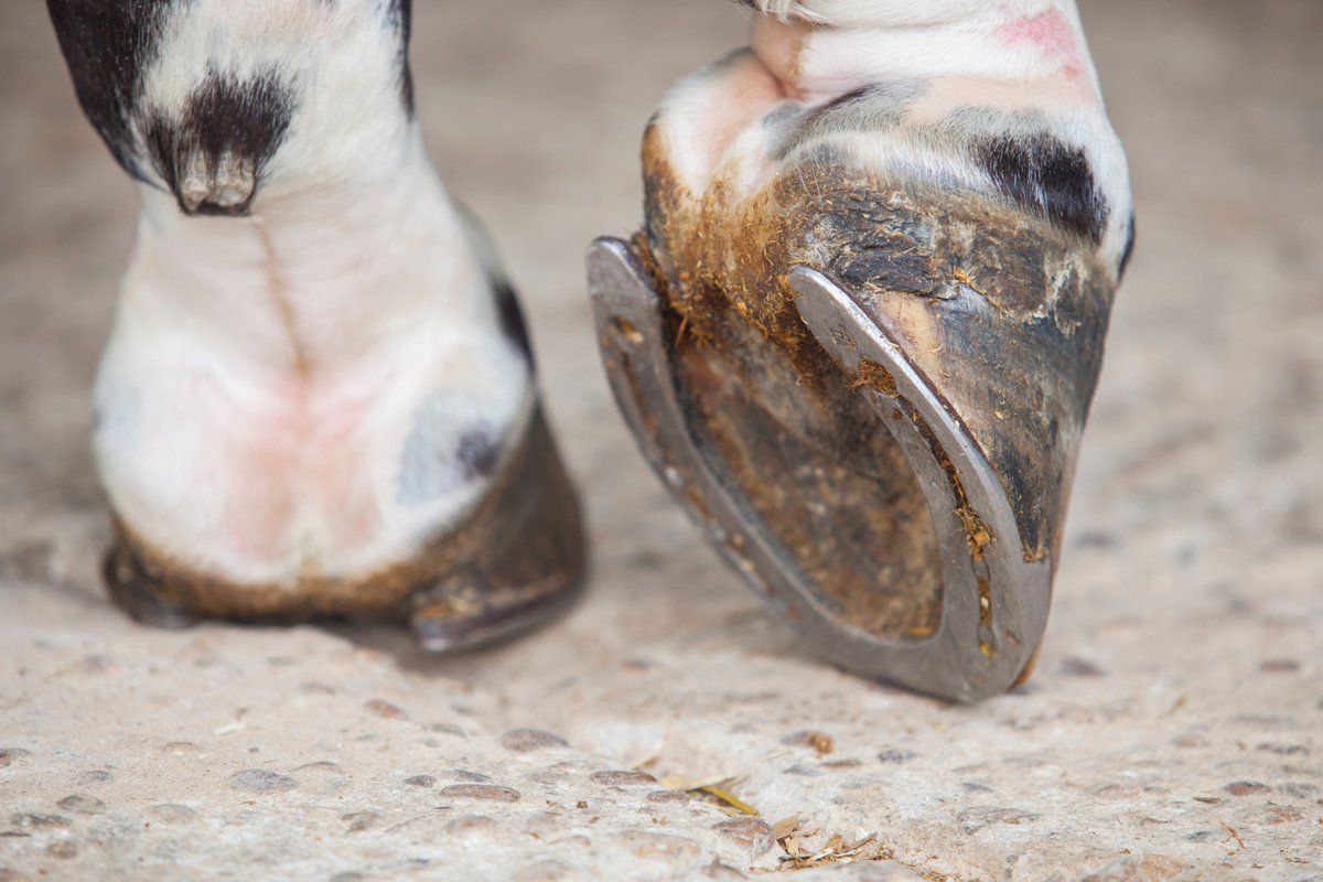 horsenation.com/2019/12/06/wee…
Tab Pigg, Certified Journeyman Farrier, Vettec, Inc., discusses how hoof hydration plays a role in hoof integrity — and what you and your farrier can do to maintain consistent hydration. #weekendwellness #hoofcare #hoofhealth #goriding