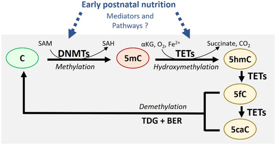 MDPIOpenAccess's tweet image. Epigenetics: Linking Early Postnatal Nutrition to Obesity Programming? sci.fo/67g #Obesity #DevelopmentalProgramming #Epigenetics @Nutrients_MDPI