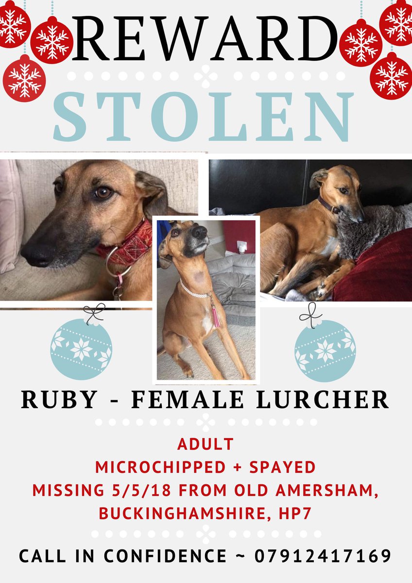 AnneGreen2909's tweet photo. 🎄Desperate appeal to get Ruby home for Christmas. Please help us by sharing 🙏🏼 The pain gets worse for her mom @raeabarnett Pls don’t be scared to give her back, we want no trouble. Take her to any vets, or contact us privately . Take #Reward &amp; go. I’m begging 🙏🏼#FindRubyFriday https://t.co/Y4NGclmiwK