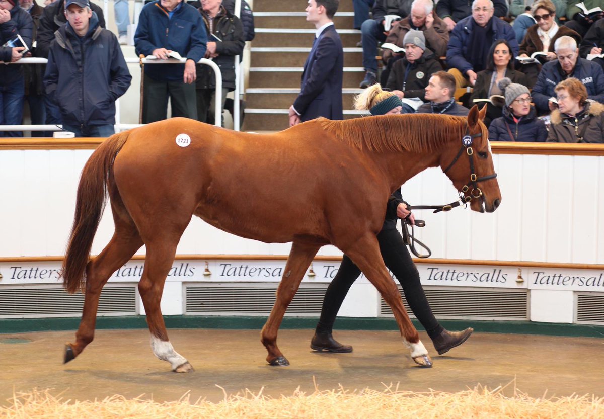 The National Stud tweet media