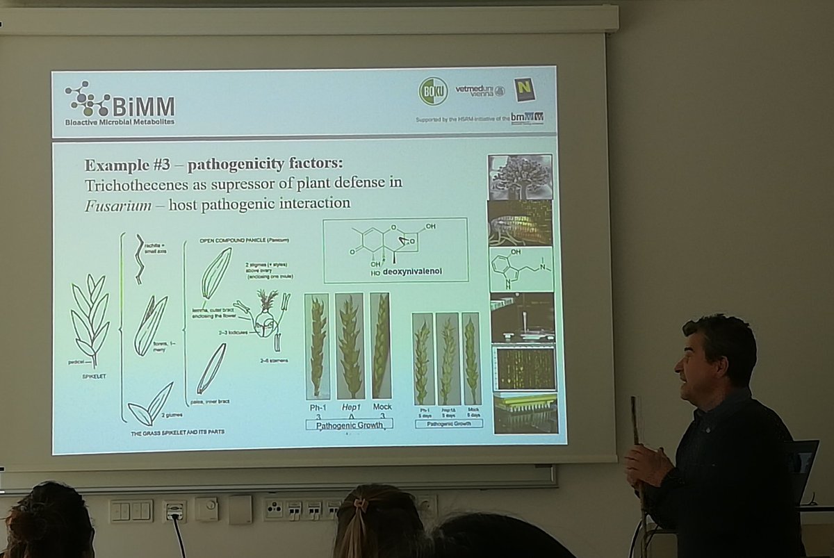 sci_ntia's tweet photo. Learning about fungal secondary metabolites. Interesting how important they are in the pathogenicity and life of their hosts, their relationships to bacteria and plants. #Fusarium #mycotoxins  @micrometabolite https://t.co/7i4dDKne65