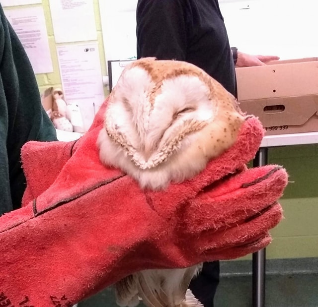 janeylit's tweet photo. Spent today at a Wildlife Hospital. Amazing work by SSPCA. In love with this owl, seal, otter and juvenile gannet. Over 400 hedgehogs there, plus other raptors, small birds, ducks, swans. Also badgers, bats and deer. So much love there. #animals #wildlife https://t.co/wNZRYzo63l