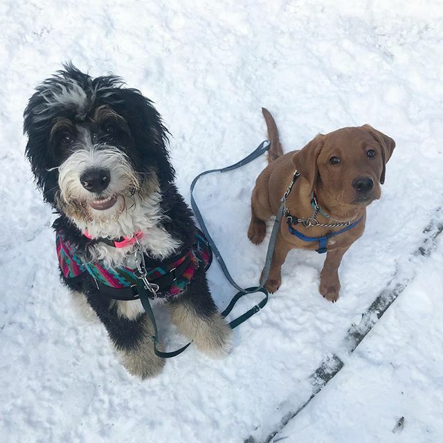 TheyWalkDogs's tweet image. If you need some energy blasted into your holiday party.  Billie &amp;amp; Arlo are for rent 🤣💜🎉#partyin #theywalkdogs ift.tt/2RoV1eu